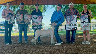 Champion AOB Ewe, Ring A & B
4th Overall Ewe Ring B
5th Overall Ewe Ring A
Reserve AOB Market Lamb, Ring B