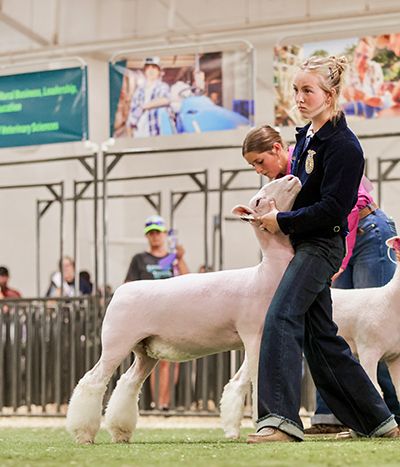 Champion Dorset Ewe
2026 Canyon County Fair, ID